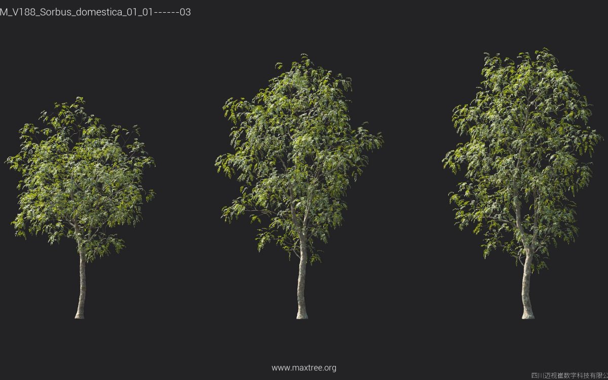 Plant Models Vol 188 - 图片 39