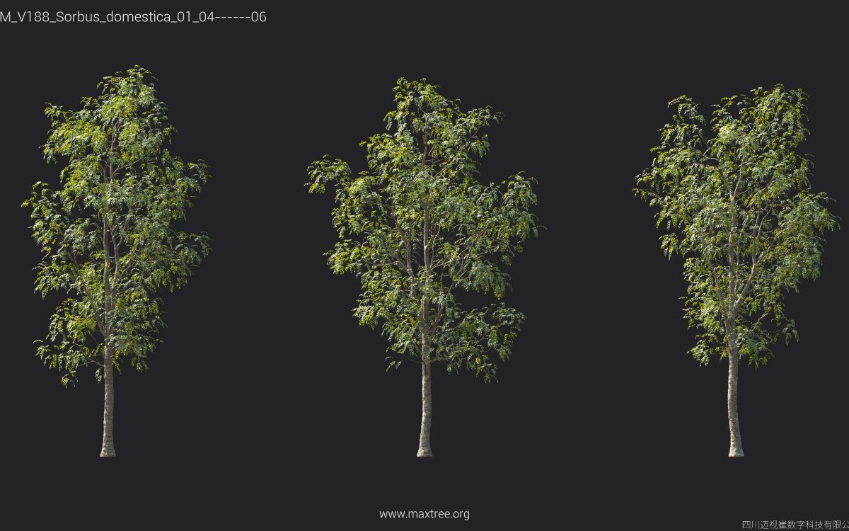 Plant Models Vol 188 - 图片 40
