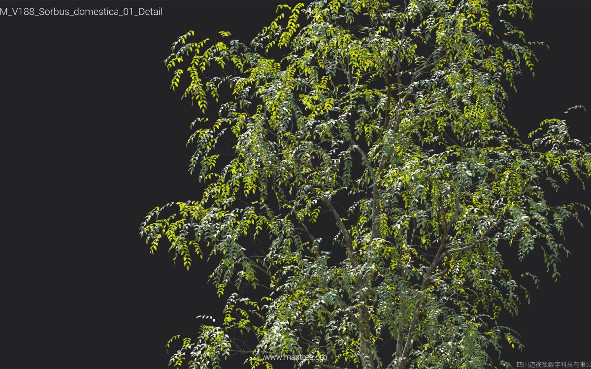 Plant Models Vol 188 - 图片 41