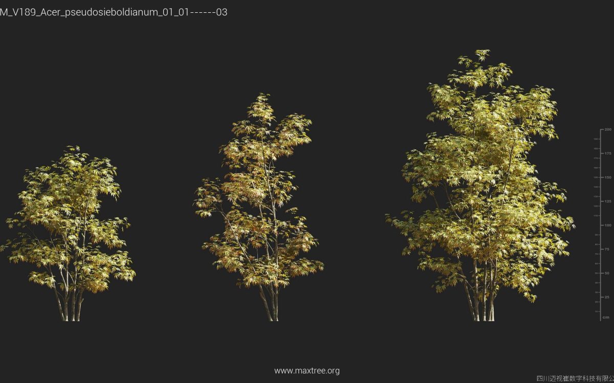 Plant Models Vol 189 - 图片 6
