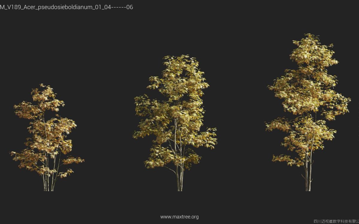 Plant Models Vol 189 - 图片 7