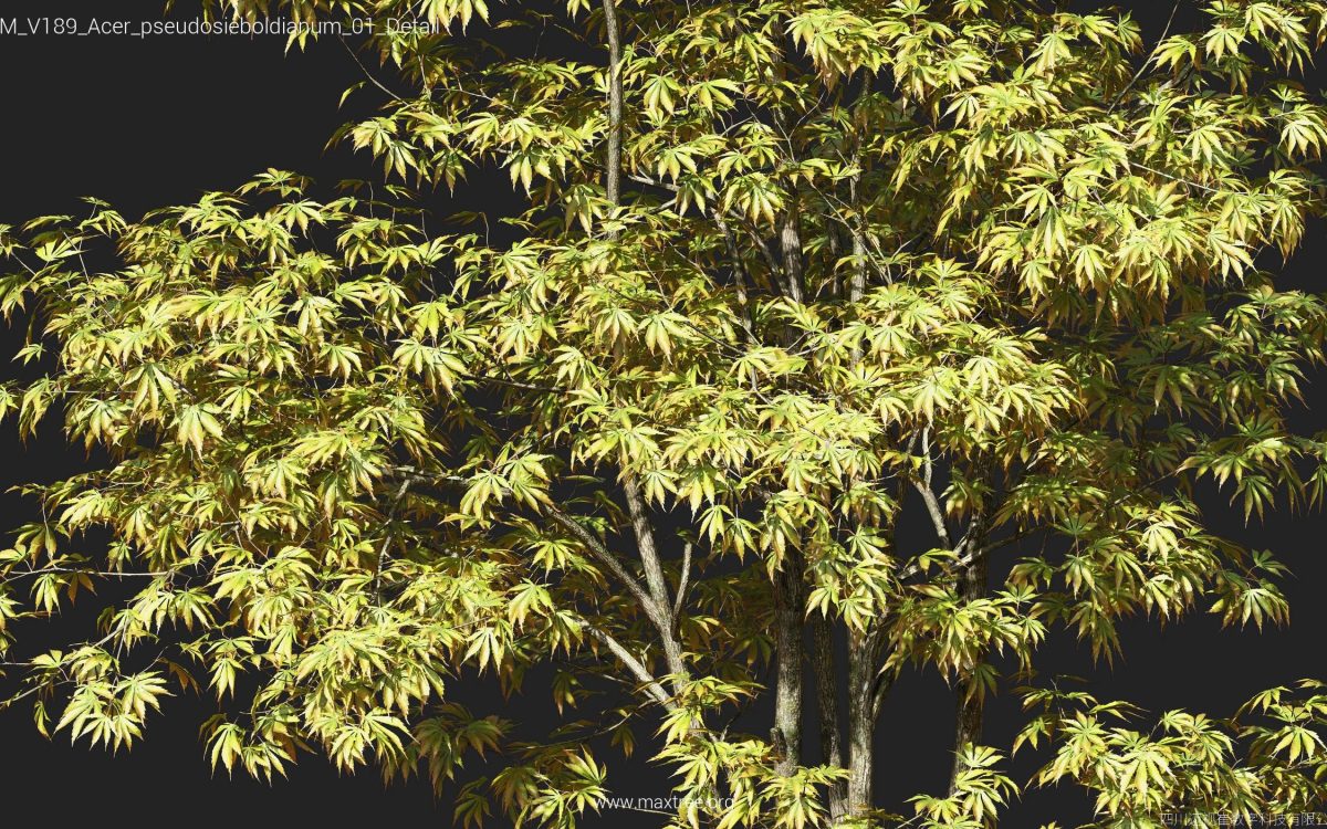 Plant Models Vol 189 - 图片 8