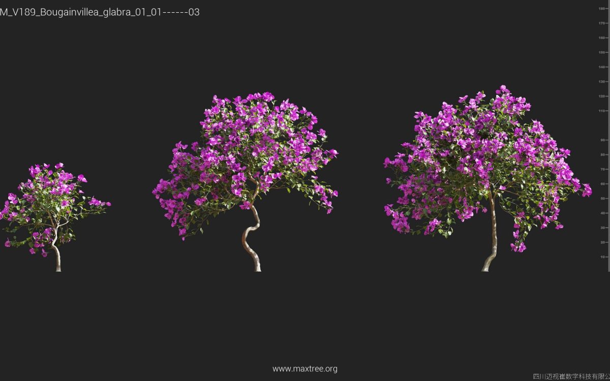 Plant Models Vol 189 - 图片 9
