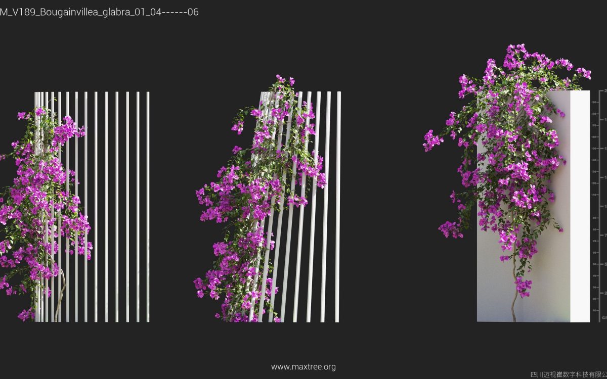 Plant Models Vol 189 - 图片 10