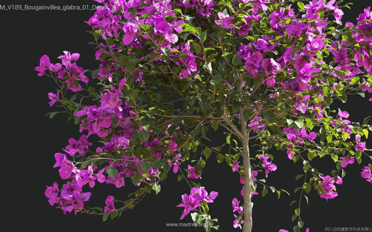 Plant Models Vol 189 - 图片 11