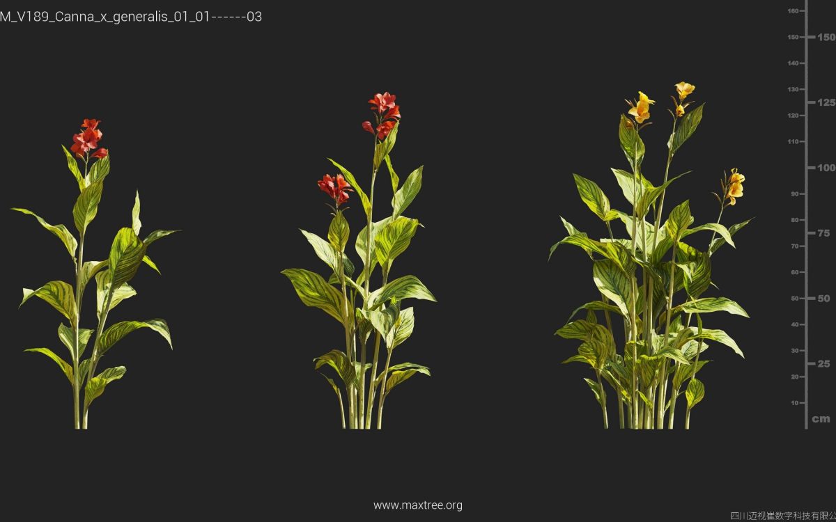 Plant Models Vol 189 - 图片 12