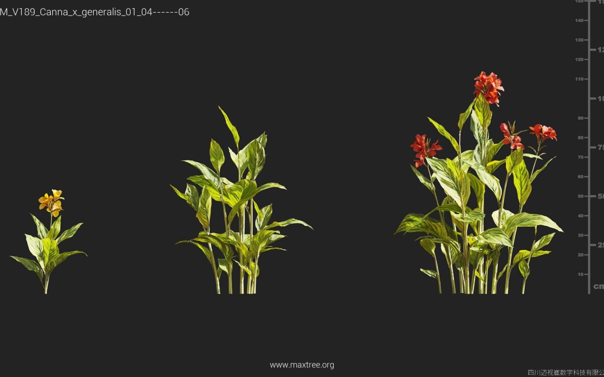 Plant Models Vol 189 - 图片 13