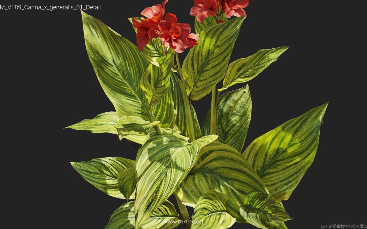 Plant Models Vol 189 - 图片 14