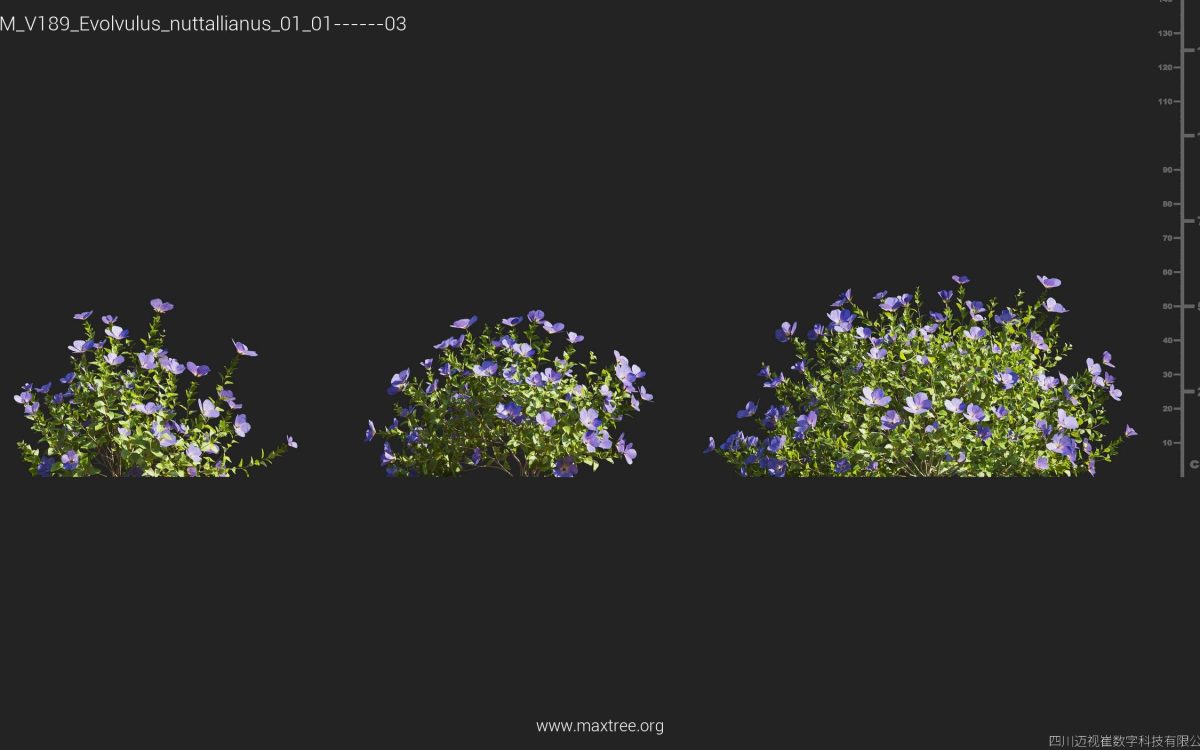 Plant Models Vol 189 - 图片 15