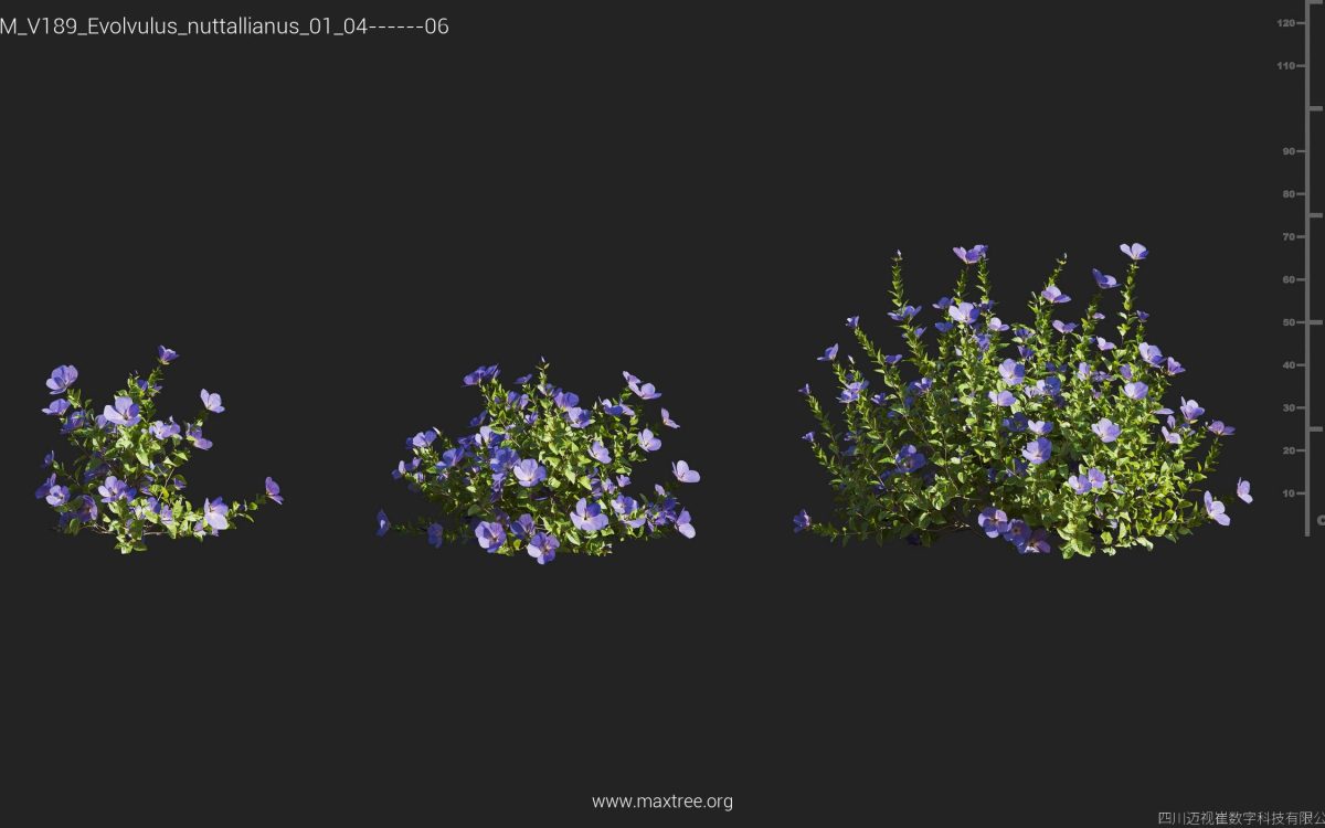 Plant Models Vol 189 - 图片 16