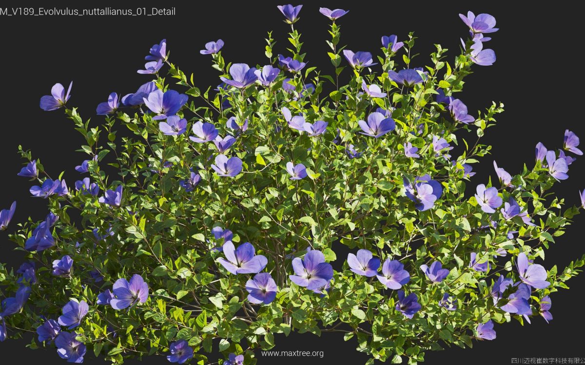 Plant Models Vol 189 - 图片 17
