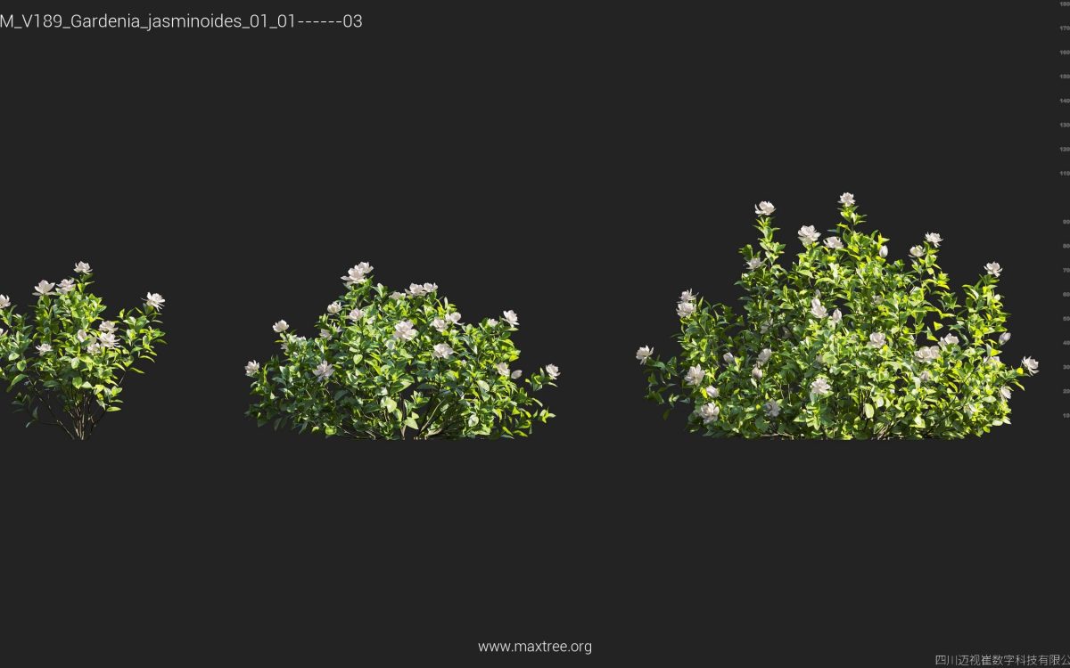 Plant Models Vol 189 - 图片 18