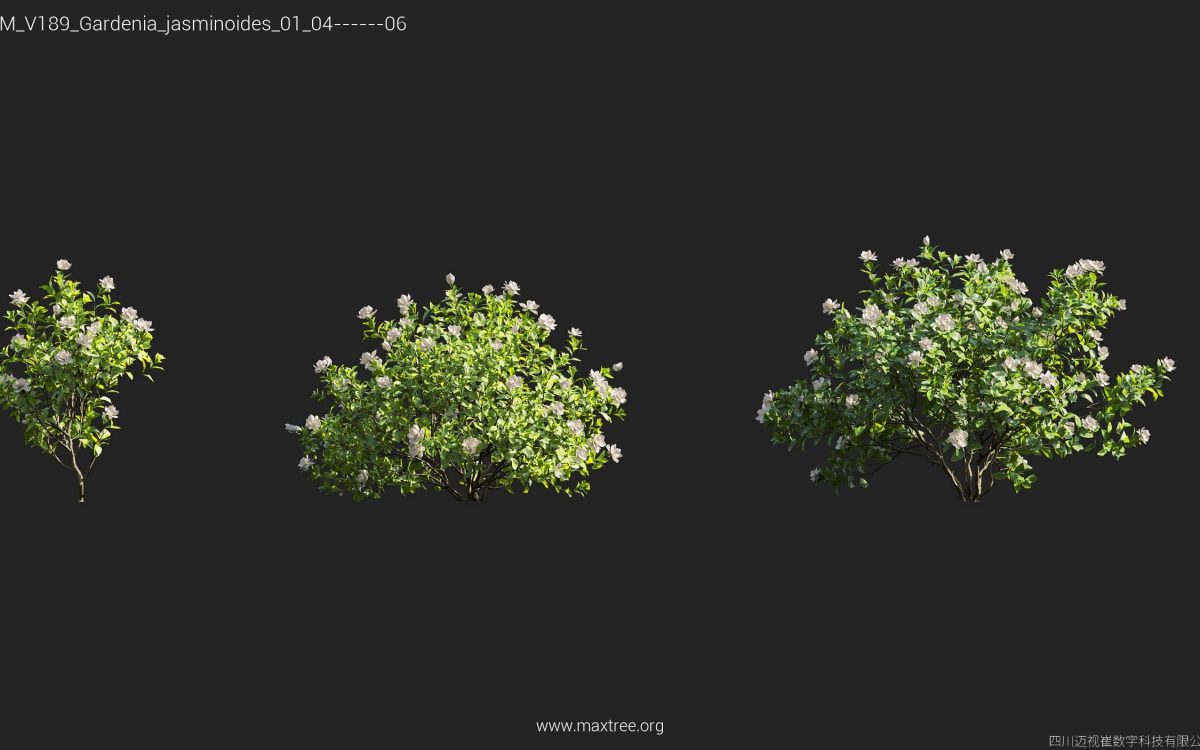 Plant Models Vol 189 - 图片 19