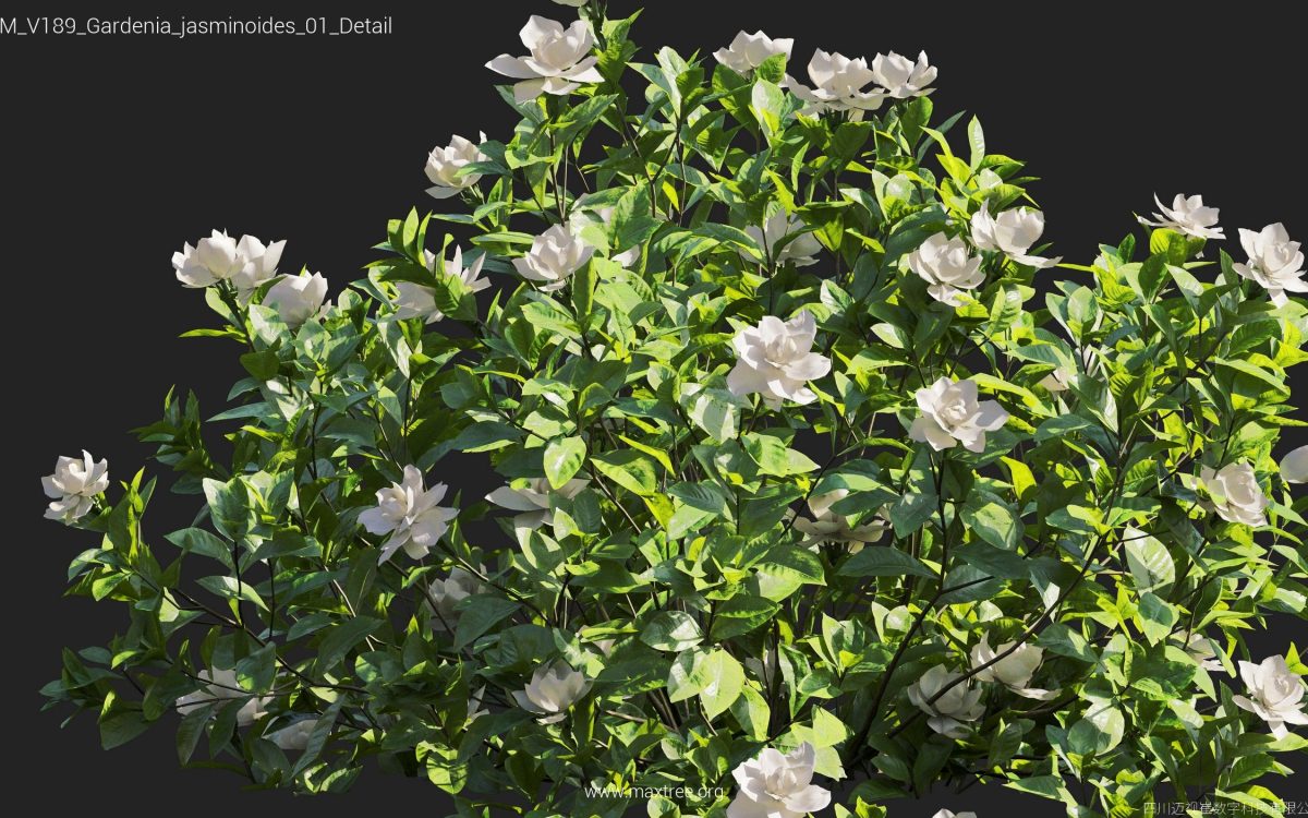 Plant Models Vol 189 - 图片 20