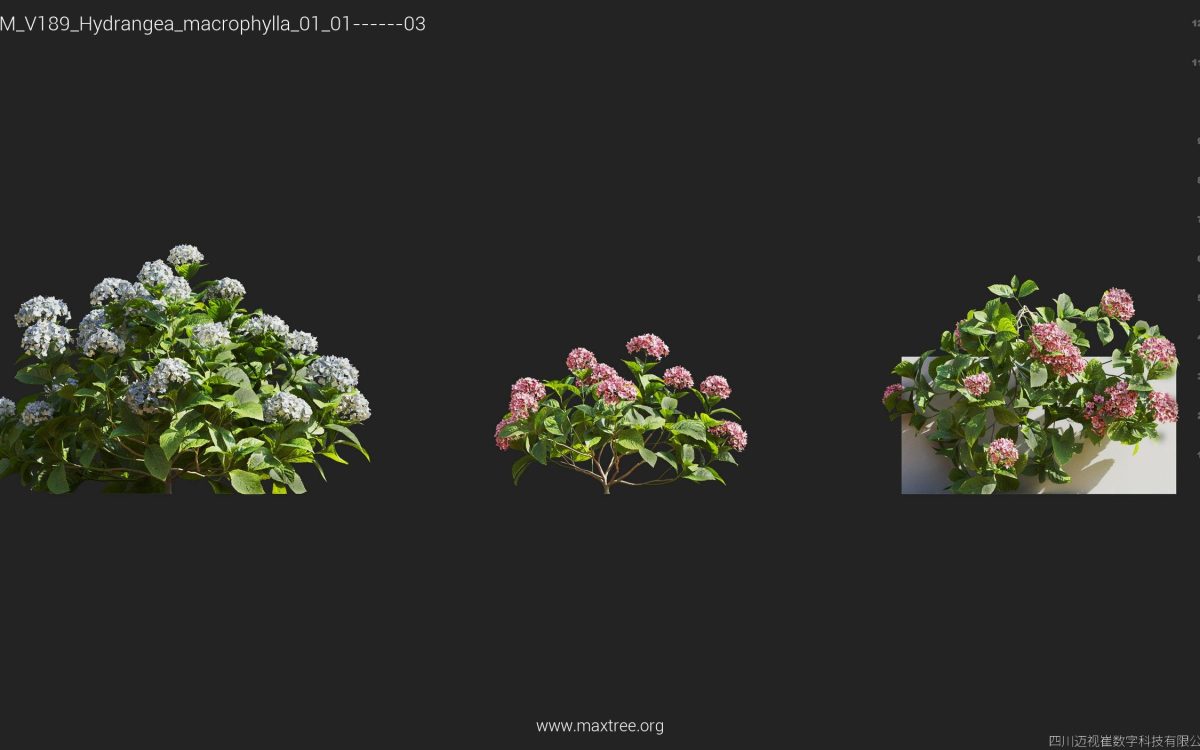 Plant Models Vol 189 - 图片 21