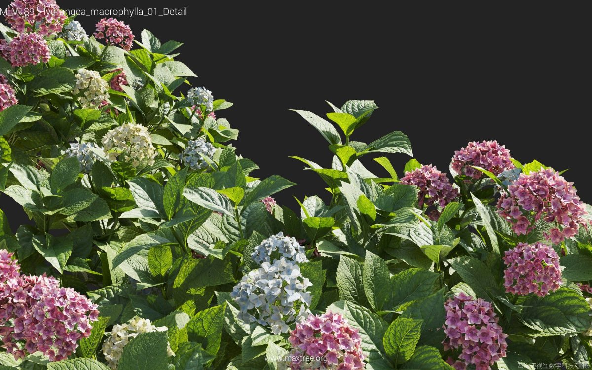Plant Models Vol 189 - 图片 23