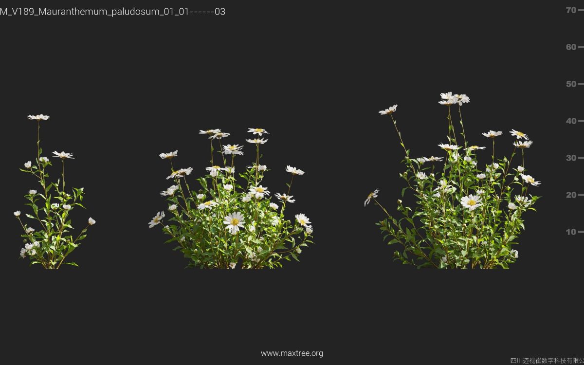 Plant Models Vol 189 - 图片 24