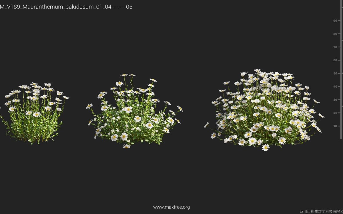 Plant Models Vol 189 - 图片 25