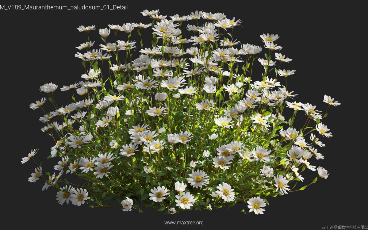 Plant Models Vol 189 - 图片 26