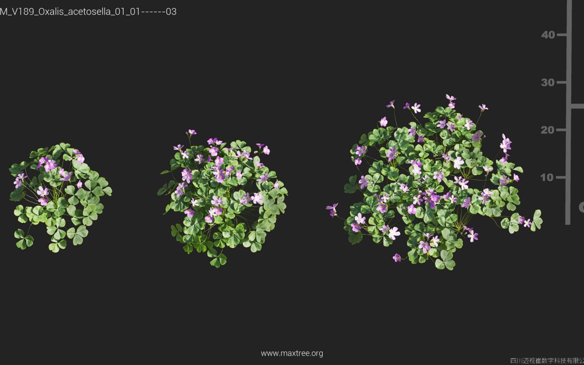 Plant Models Vol 189 - 图片 27