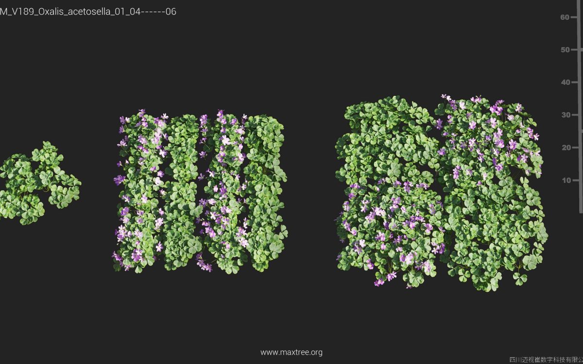 Plant Models Vol 189 - 图片 28