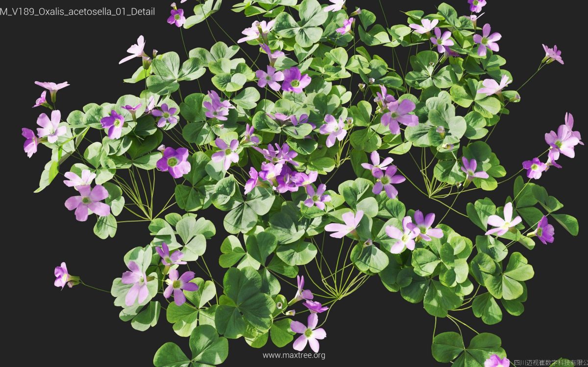 Plant Models Vol 189 - 图片 29