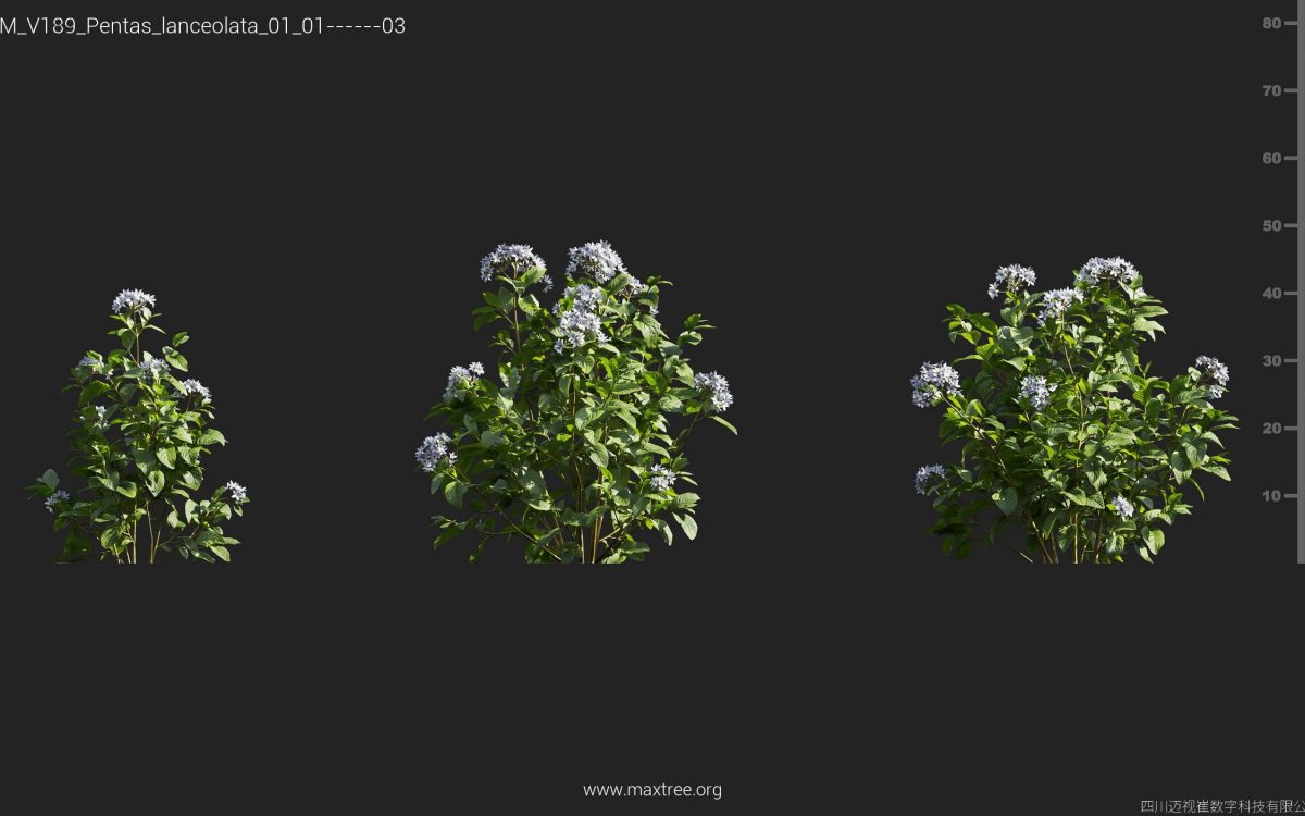 Plant Models Vol 189 - 图片 30