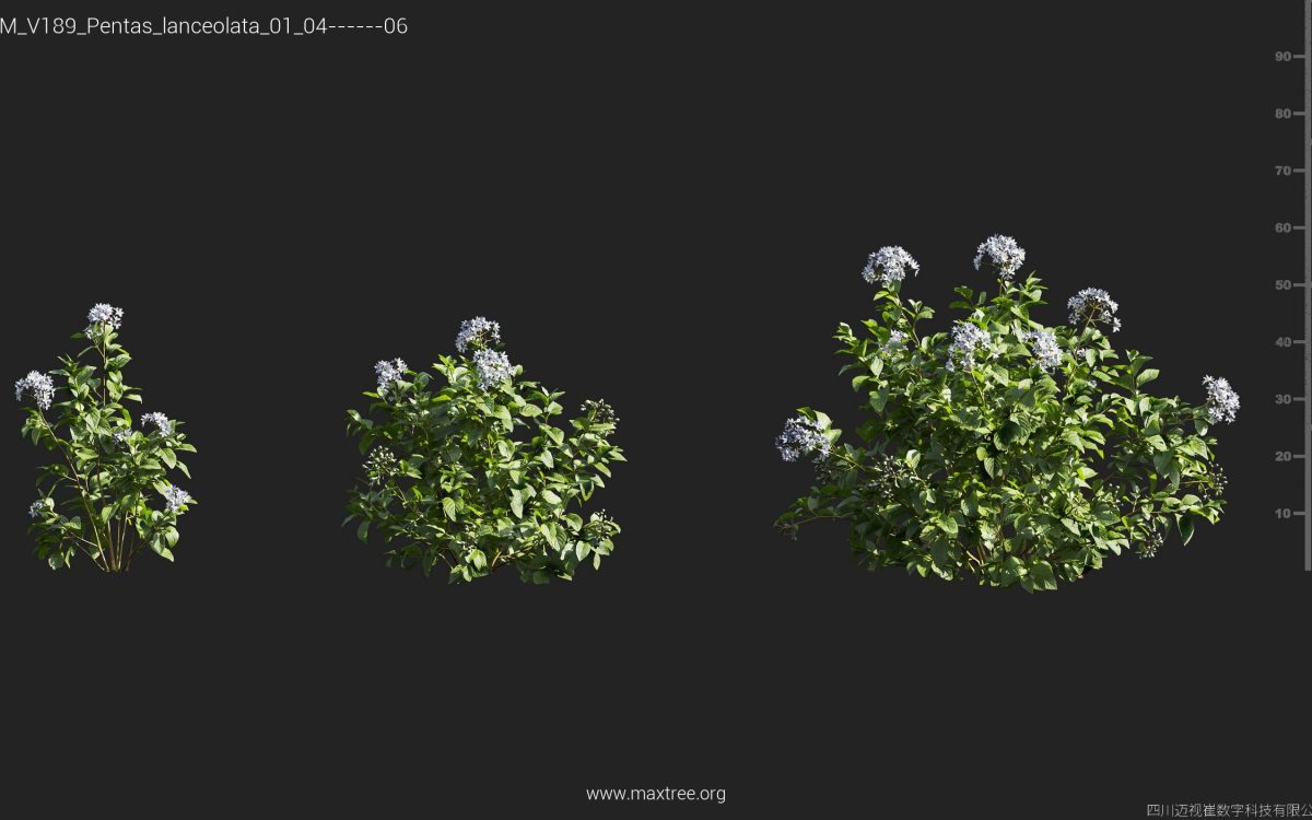 Plant Models Vol 189 - 图片 31