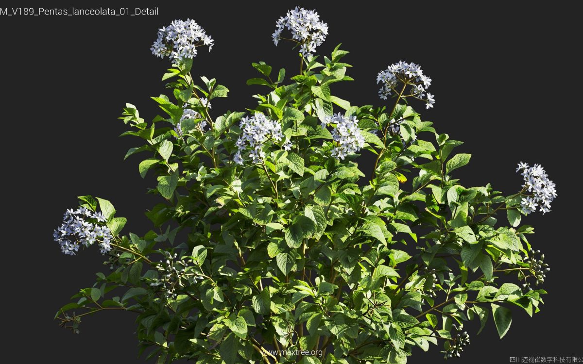 Plant Models Vol 189 - 图片 32