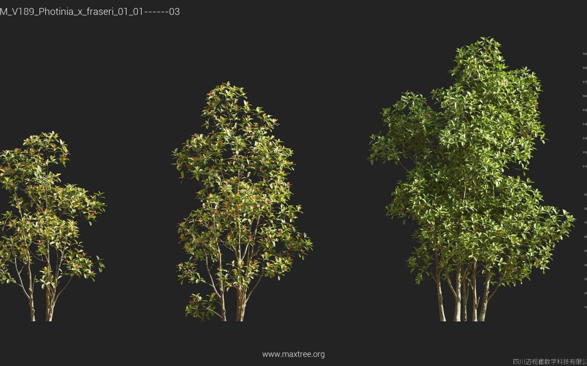 Plant Models Vol 189 - 图片 33