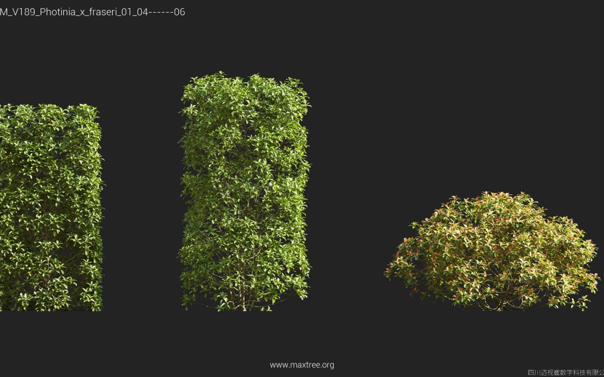 Plant Models Vol 189 - 图片 34