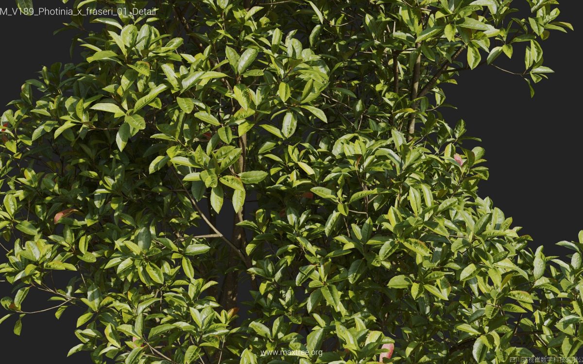 Plant Models Vol 189 - 图片 35