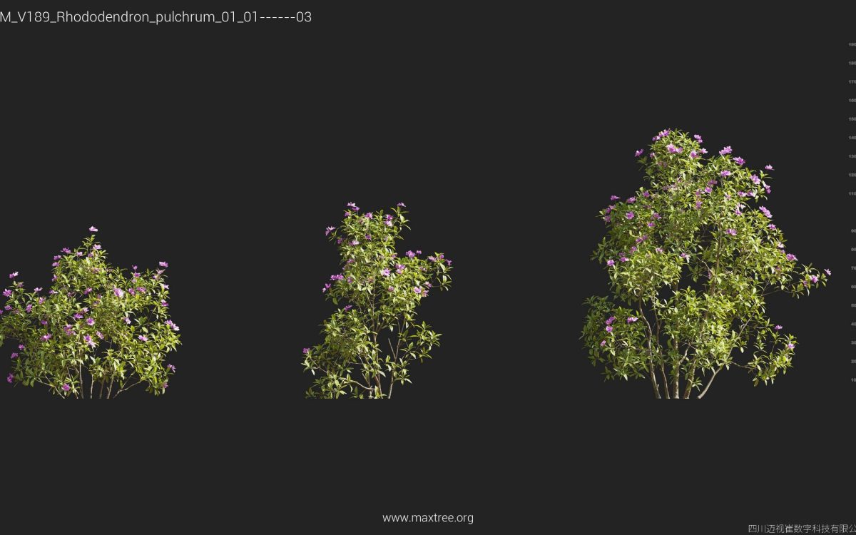 Plant Models Vol 189 - 图片 36