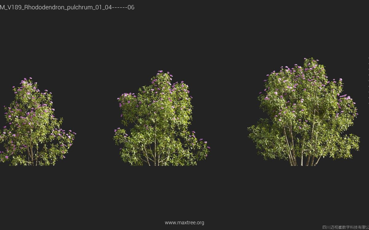 Plant Models Vol 189 - 图片 37