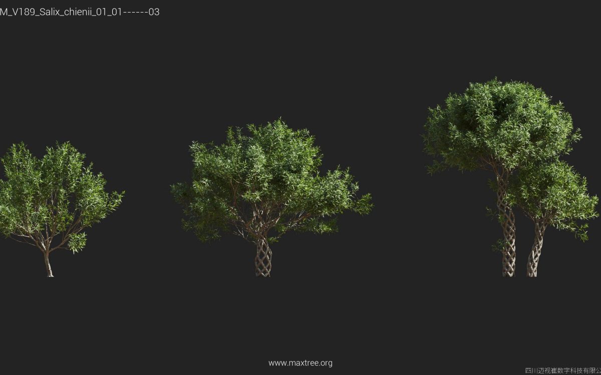 Plant Models Vol 189 - 图片 39