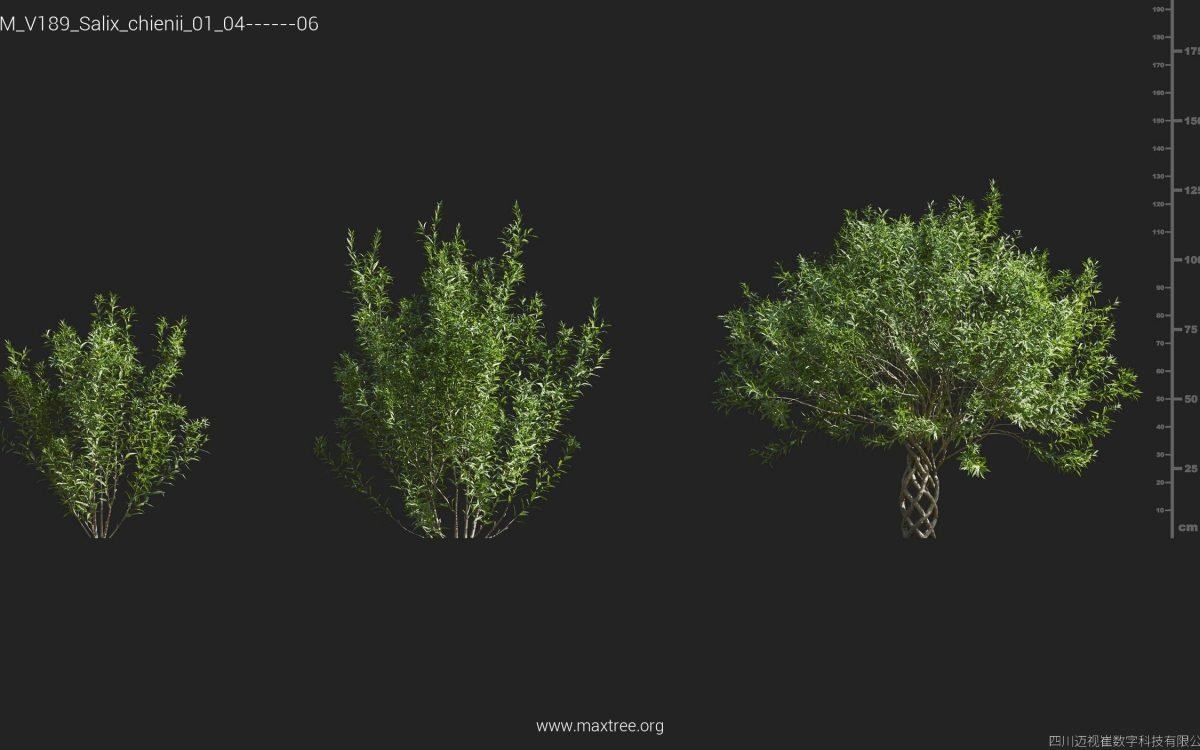 Plant Models Vol 189 - 图片 40