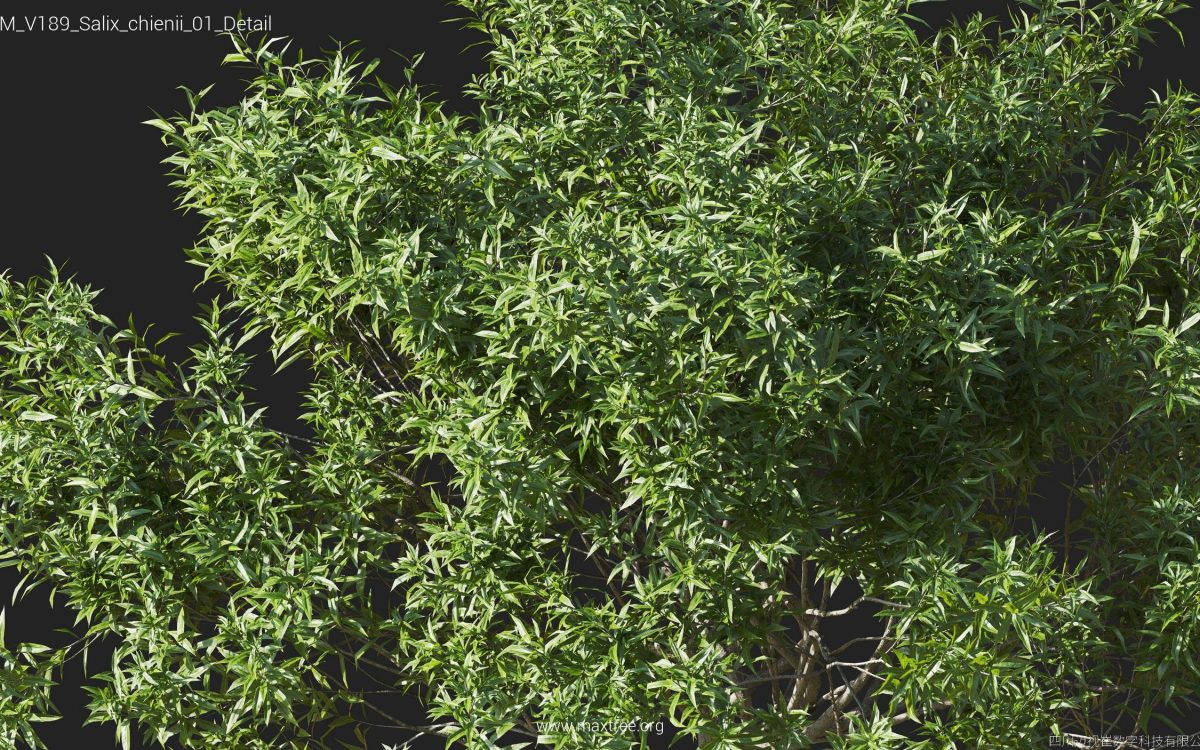 Plant Models Vol 189 - 图片 41