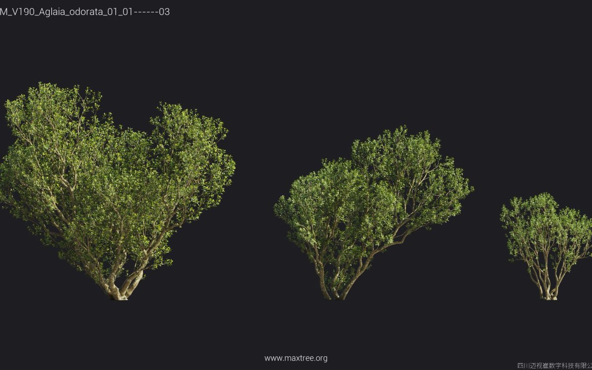 Plant Models Vol 190 - 图片 6