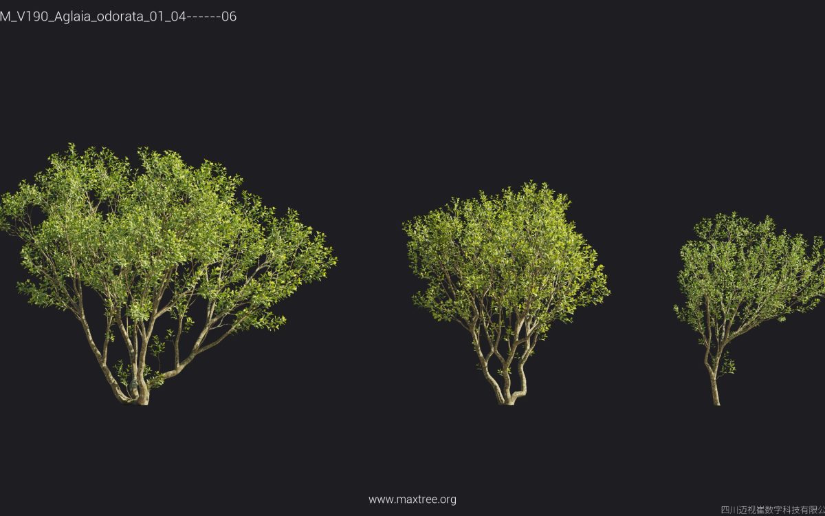 Plant Models Vol 190 - 图片 7