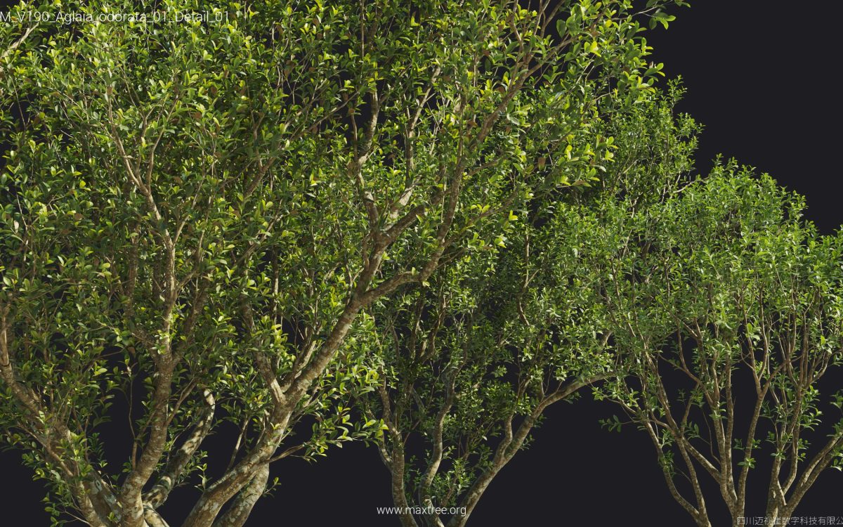 Plant Models Vol 190 - 图片 8