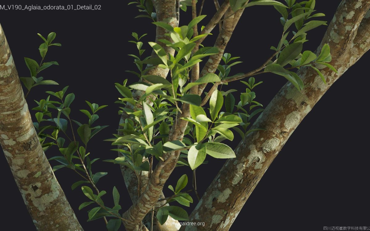 Plant Models Vol 190 - 图片 9