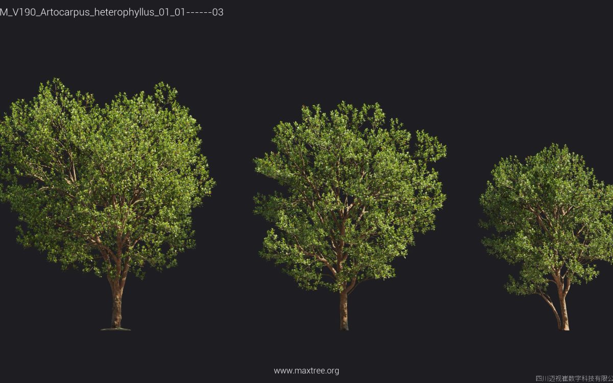 Plant Models Vol 190 - 图片 10