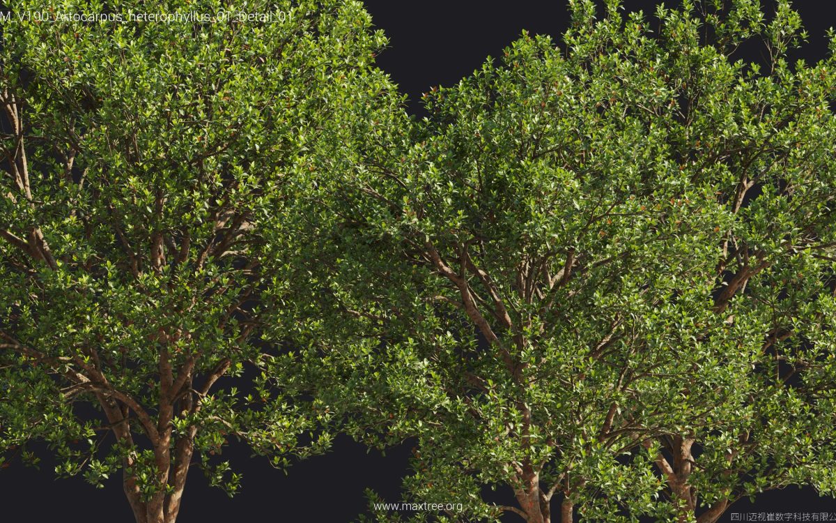 Plant Models Vol 190 - 图片 12