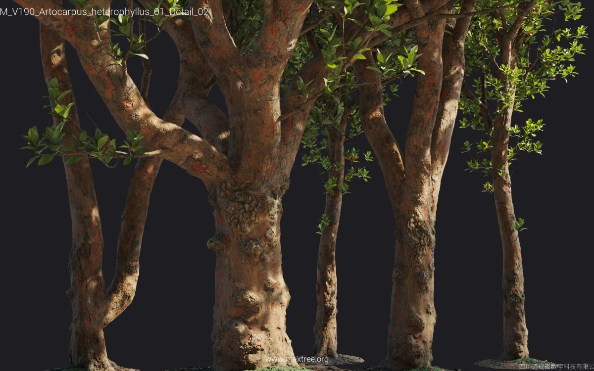 Plant Models Vol 190 - 图片 13
