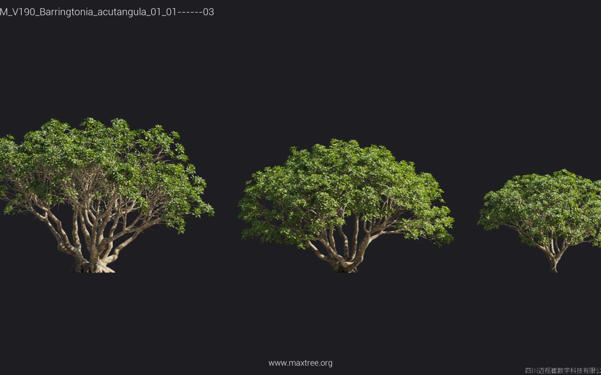 Plant Models Vol 190 - 图片 14