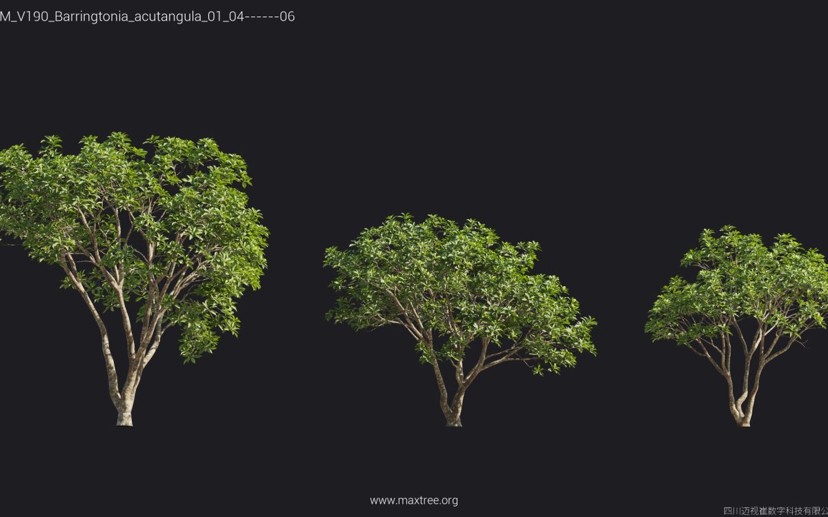 Plant Models Vol 190 - 图片 15