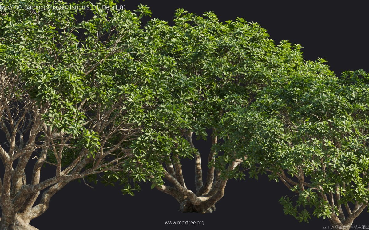 Plant Models Vol 190 - 图片 16