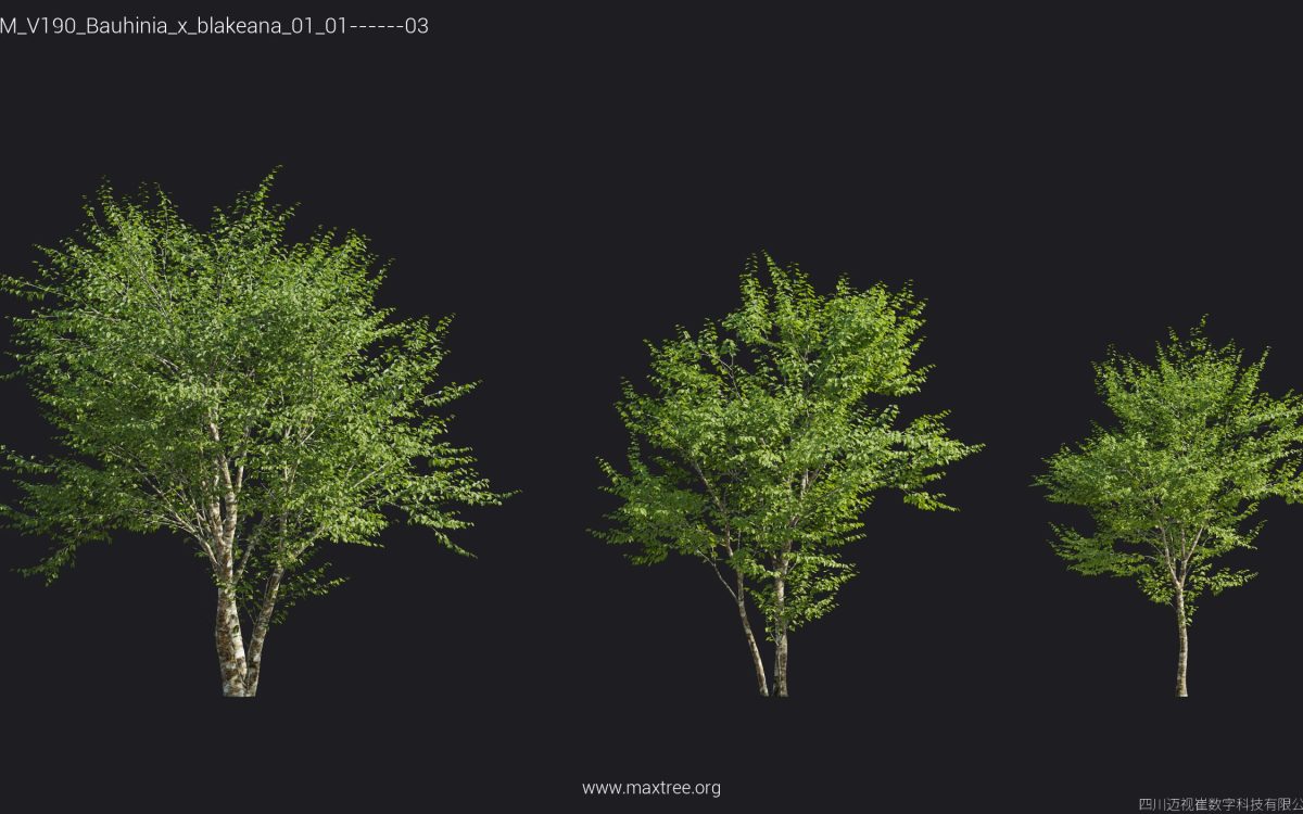 Plant Models Vol 190 - 图片 18