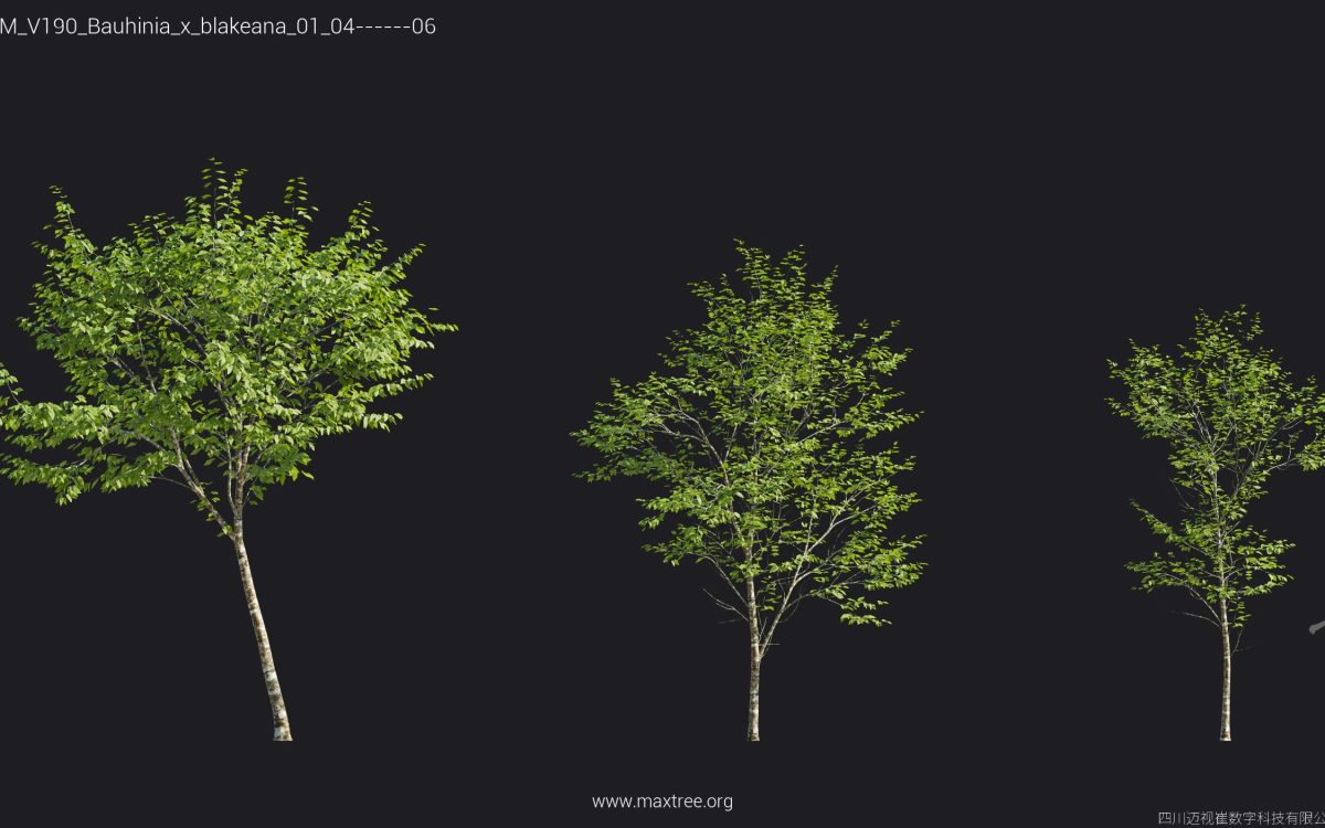 Plant Models Vol 190 - 图片 19