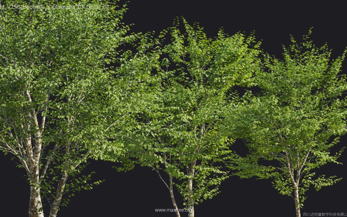 Plant Models Vol 190 - 图片 20